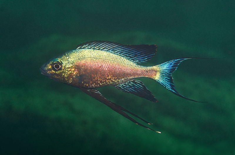 Cyathopharynx sp. 'green flush' Pasagulu Point